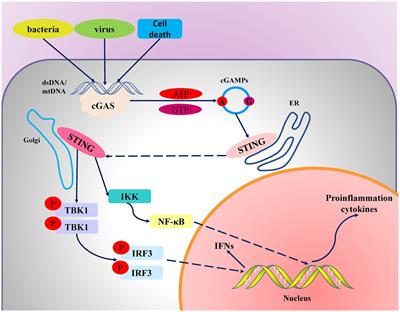 The role of the cGAS-STING pathway in chronic pulmonary inflammatory diseases